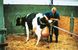 Родовспомогатель для коров VINK 180 см, Нидерланды (равномерное растягивание) 5 из 8