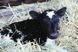 Родовспомогатель для коров VINK 180 см, Нидерланды (равномерное растягивание) 2 из 8