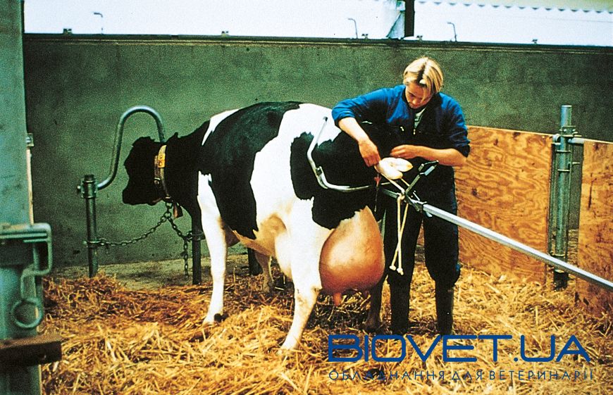 Родовспомогатель для коров VINK 180 см, Нидерланды (равномерное растягивание)
